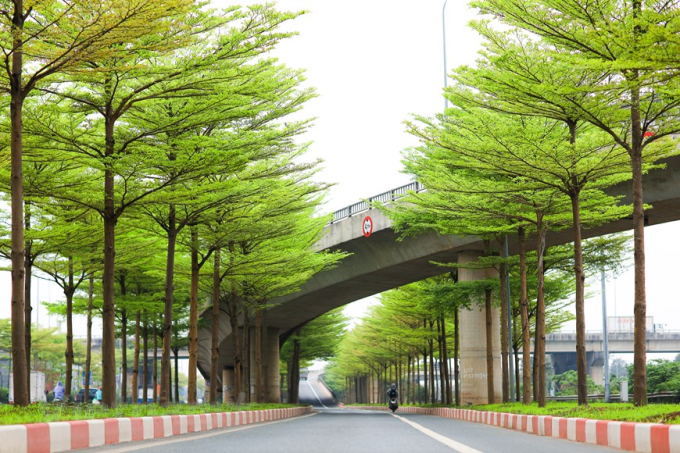 Giống cây này thiên về giá trị thẩm mỹ, đem lại cảnh quan mới lạ cho nhiều con đường trên phố phường Hà Nội. (Ảnh: Hoàng Đạt/Vietnam+)