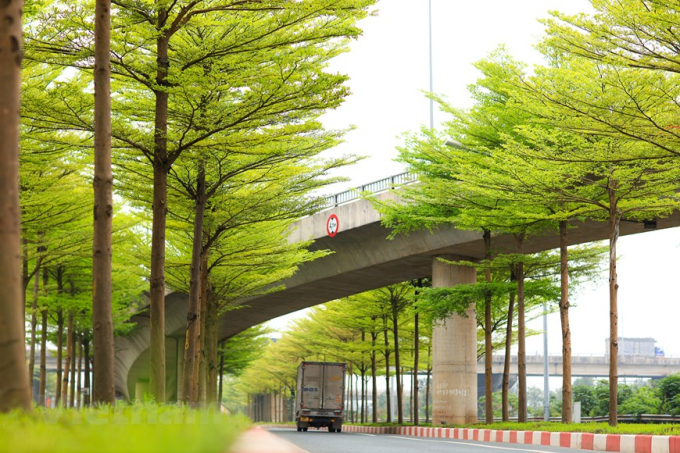 Hàng cây đang ra lá xanh mướt, tạo nên một không gian xanh mát cho đường phố. (Ảnh: Hoàng Đạt/Vietnam+)