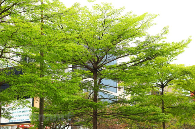 Giống cây này thuộc loại cây gỗ nhỏ, thân cao từ 10 đến 20 mét. (Ảnh: Hoàng Đạt/Vietnam+)