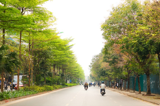 Các tuyến phố  như Nguyễn Khánh Toàn, Nguyễn Phong Sắc, Trần Thái Tông đều có hàng cây bàng Đài Loan chạy dọc theo dải phân cách. (Ảnh: Lâm Phan/Vietnam+)