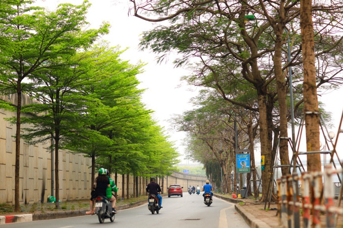 Những hàng cây bàng Đài Loan mang đến một nét hiện đại và mới lạ cho những con đường của Thủ đô. (Ảnh: Hoàng Đạt/Vietnam+)