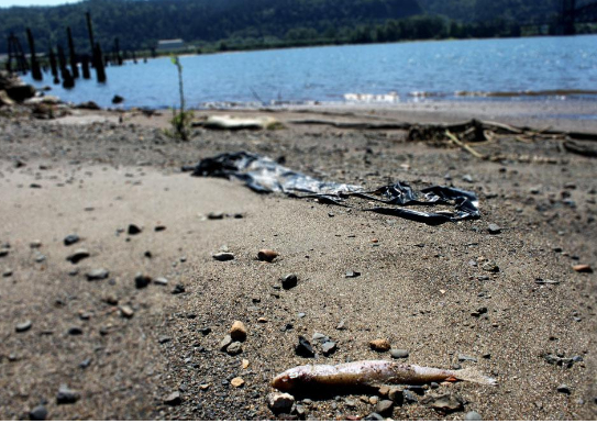 Sông Willamette bị ô nhiễm. Ảnh: G.H. Thorn