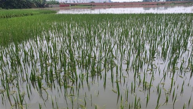   Lúa và hoa màu ở Bình Xuyên ngập nước mưa lũ. (Ảnh: Nguyễn Trọng Lịch/TTXVN)  