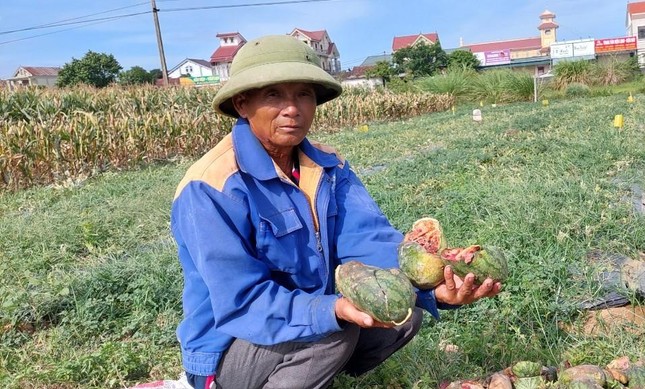 3 thiếu niên phá ruộng dưa của lão nông được bảo lãnh để về thi tốt nghiệp THPT