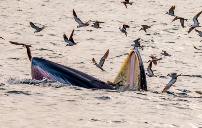   Cá voi xuất hiện tại biển Đề Gi, Bình Định. Ảnh: Hoàng Đức Ngọc  