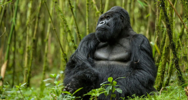 Rwanda nhận giải thưởng 'Chương trình động vật hoang dã' của Lonely Planet Best 2021
