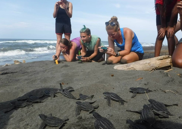 Các tình nguyện viên cùng rùa biển ở Costa Rica. Ảnh: Internet