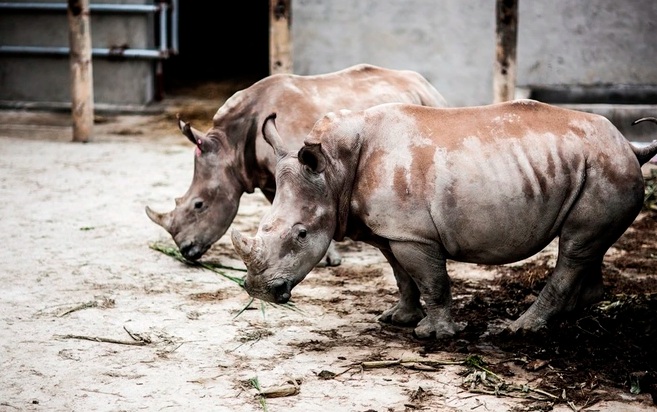   Tê giác được nuôi ở khu sinh thái ở Diễn Lâm (Ảnh: M.T).  