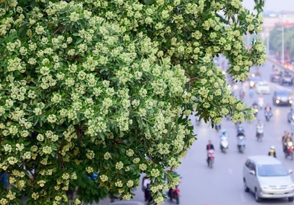 Đề xuất chuyển loạt cây hoa sữa cổ thụ khỏi phố Nguyễn Chí Thanh