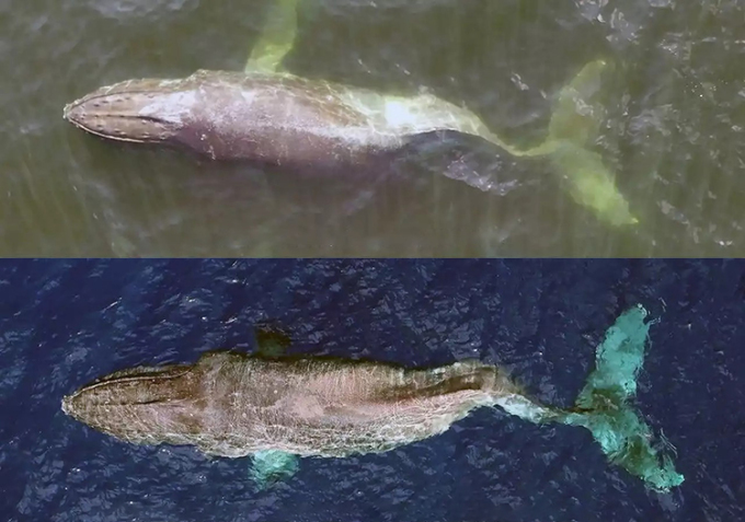   Ảnh chụp cá voi lưng gù Moon vào tháng 9/2022 (trên) và tháng 12/2022 (dưới). Ảnh: BC Whales  