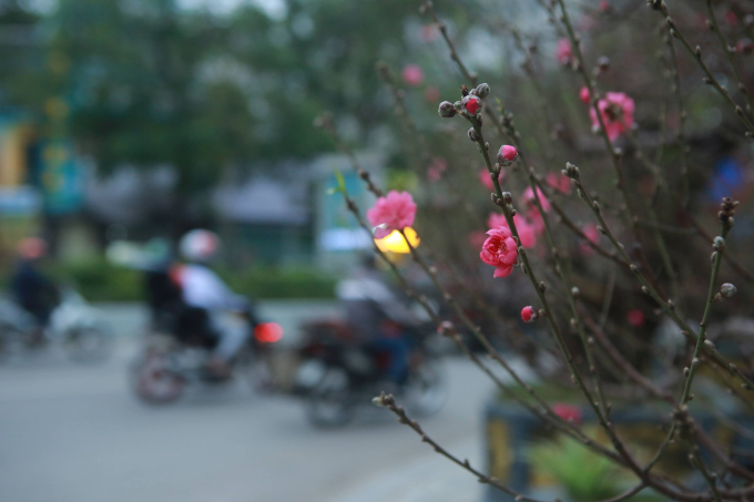   Hiện hầu hết đào Nhật Tân đang bắt đầu nở hoa, tạo sự rực rỡ cả tuyến phố.  