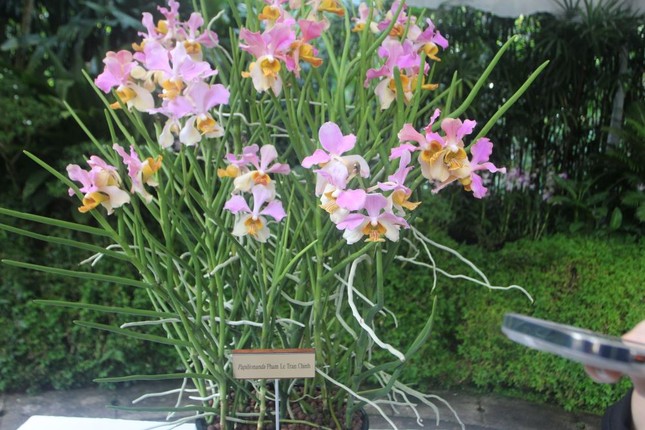 Singapore lấy tên Thủ tướng Phạm Minh Chính và Phu nhân đặt cho loài hoa lan mới