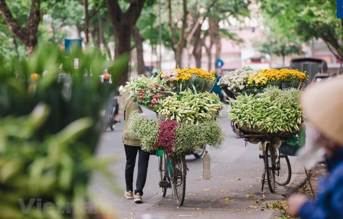   Hoa loa kèn đang vào mùa, rong ruổi trên các gánh hoa rong các tuyến phố của Thủ đô. (Ảnh: PV/Vietnam+)  