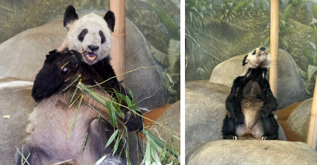 Gấu trúc Ya Ya trở về quê hương Trung Quốc sau 20 năm sống tại sở thú Mỹ trong tình trạng bệnh tật
