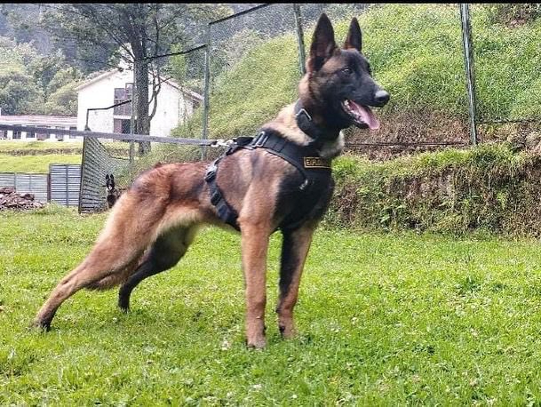   Con chó Wilson của quân đội Colombia - Ảnh: TWITTER QUÂN ĐỘI COLOMBIA  