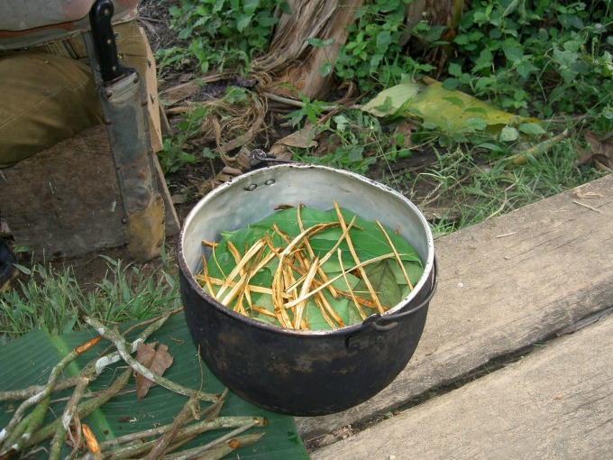   Yagé, trà thảo mộc làm từ cây nho ayahuasca (Banisteriopsis caapi) và cây bụi chacruna (Psychotria viridis), có tác dụng gây ảo giác. Ảnh: Wikipedia  