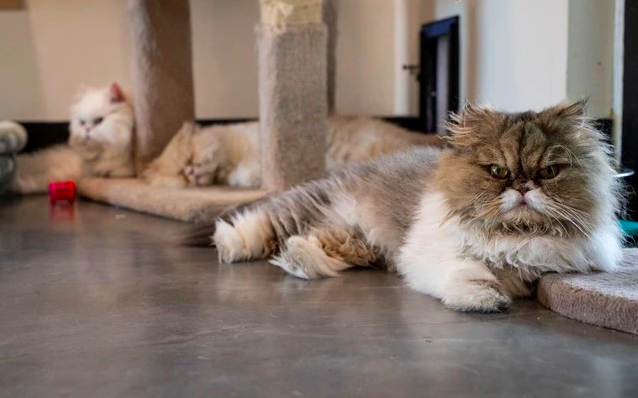 Trong di chúc của mình, Nancy Sauer tuyên bố rằng, 7 con mèo Ba Tư của bà phải được ở lại ngôi biệt thự rộng lớn ở Tampa vì việc rời đi sẽ khiến chúng khó chịu. Ảnh: Tampa Bay Times