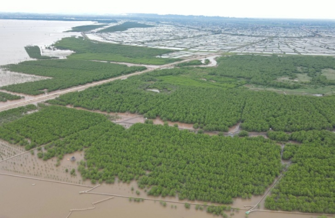   Khu rừng ngập mặn ven biển Kim Sơn (Ninh Bình) trông từ xa như “lá phổi xanh” mà “mẹ thiên nhiên” ban tặng.  