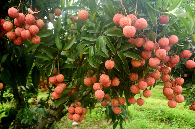  Bảo hộ chỉ dẫn địa lý tại Nhật Bản cho vải thiều Lục Ngạn đã nâng cao giá trị cây trái được định danh của Việt Nam. 