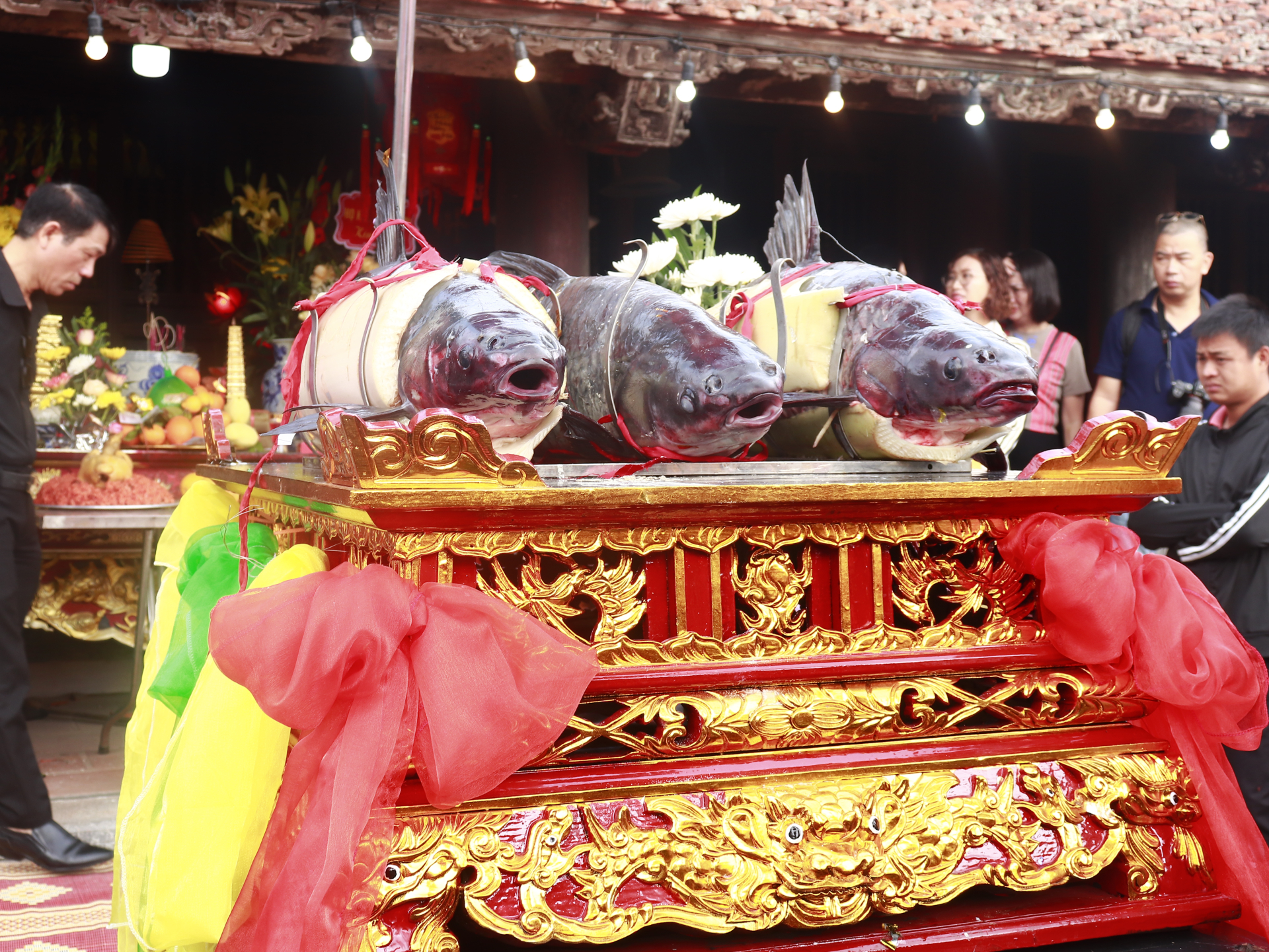 Cá Hàng Tổng được dâng lên cúng Thánh.