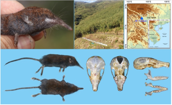 Phát hiện loài Chuột chũi vòi mới thuộc giống Uropsilus (Eulipotyphla: Talpidae) tại Tây Bắc, Việt Nam 