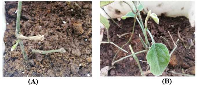 Hom ra chồi được trồng trực tiếp xuống giá thể hỗn hợp sau 1 tuần (A) và 3 tuần (B) của loài Aristolochia tonkinensis