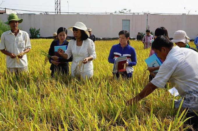  Trong 26 năm nghiên cứu khoa học về cây lúa, GS.TS. Nguyễn Thị Lang là tác giả chính của gần 90 giống lúa đã được ứng dụng thực tiễn và thương mại hóa kết quả nghiên cứu. Trong đó, có 30 giống lúa đạt chuẩn xuất khẩu được Bộ Nông nghiệp và Phát triển nông thôn công nhận và đưa vào sản xuất.