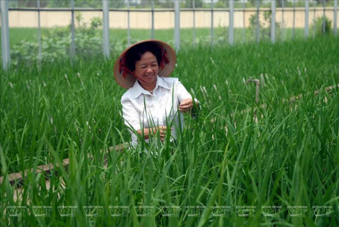 PGS.TS.AHLĐ. Nguyễn Thị Trâm là nhà giáo, nhà nông học chọn tạo giống lúa lai nổi tiếng của Việt Nam. Cả cuộc đời chị gắn với cây lúa.