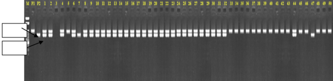   Hình 2: Sản phẩm PCR của các dòng tại locus RM223, liên kết với gen kháng mặn tại nhiễm sắc thể số 8 vị trí hai băng 220bp và 200bp trên gel agarose 3%.  Ghi chú: M: là marker chuẩn; P1: OM10252, P2: OM4900, 1-30 là cây lai BC2F1  