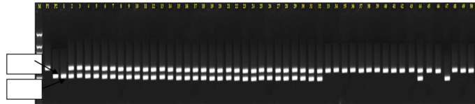   Hình 3: Sản phẩm PCR của các dòng tại locus RM3252-S1-1, liên kết với gen kháng mặn tại nhiễm sắc thể số 1 vị trí hai băng 230bp và 220bp trên gel agarose 3%  Ghi chú: M: là marker chuẩn;P1:OM10252, P2:OM4900, 1-30 là cây lai BC2F1  