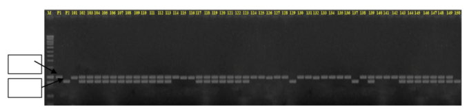   Hình 4: Sản phẩm PCR của các dòng tại locus HATRI 2, liên kết với gen kháng mặn tại nhiễm sắc thể số 1 vị trí hai băng 300bp và 250bp trên gel agarose 3%  Ghi chú: M: là marker chuẩn; P1: OM 10252; P2: OM 4900; 1-30 là cây lai BC2F1  