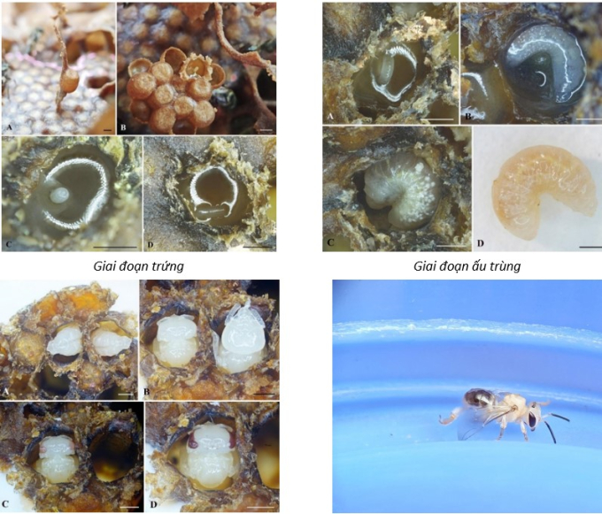 Ảnh các giai đoạn phát triển của loài Lepidotrigona flavibasis