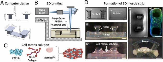 Hình 1: Quy trình chế tạo cấu trúc hydrgel và sự hình thành bó cơ 3D. (A) phần mềm thiết kế hỗ trợ từ máy tính được sử dụng để thiết kế bio-bots với các kích thước mong muốn. Kích thước đo sử dụng đơn vị mm. (B) một SLA được dùng để polymer hóa các cấu trúc hydrogel trong một quá trình in cộng lớp. (C) dung dịch chứa ma trận tế bào có chứa nguyên bào cơ xương C1C12, ma trận protein ( fibrin hoặc colagen I), và Matrigel. (D) chế tạo bio-bot (i, nhìn từ bên) và đế giữ (ii, nhìn từ trên xuống). Dung dịch ma trận tế bào được nhỏ giọt vào cấu trúc đã được polymer hóa có chứa cấu trúc bio-bot (iii and iv, nhìn từ bên). Các tế bào và ma trận được rút gọn xung quanh các trụ để tạo ra một bó cơ vững chắc (v và vi, nhìn trên xuống với  kháng nguyên MF-20, xanh lá cây, và DAPI, xanh da trời) và thiết bị được lấy ra từ giá đỡ ( vii, nhìn từ bên). Các thanh tỷ lệ là 1mm. (C. Cvetkovic, 2014, 10125–10130)