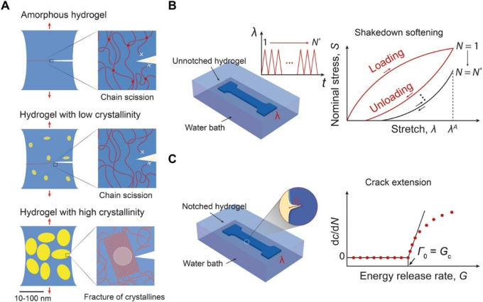 Hình 2: Nguyên lý thiết kế hydrogel dạng mảnh chống mỏi. (A) Mô tả sự lan truyền vết nứt mỏi trong một hydrogel vô định hình ,và trong hydrogels có mức kết tinh thấp, mức kết tinh cao dưới các chu kỳ tải. Khu vực màu vàng thể hiện vùng kết tinh và khu vực màu xanh thể hiện vùng vô định hình. Trong hydrogel vô định hình và hydrogel với mức kết tinh thấp, ngưỡng mỏi có thể được bổ sung tới năng lượng cần thiết để tách mảnh một lớp đơn của mắt xích polymer trên một đơn vị diện tích. Trong hydrogel với mức kết tinh cao, sự lan truyền vết nứt mỏi cần các mảnh của vùng kết tinh.  (B) Minh họa về đo lường áp lực chuẩn hóa S và đường cong biến dạng giãn λ trên N chu kỳ của biến dạng đặt λA, đường cong lực kéo-độ giãn đạt được trạng thái ổn định khi N đạt một giá trị tới hạn N*. (C) minh họa của việc đo lường sự mở rộng vết nứt trên chu kỳ dc/dN theo đường cong tỷ lệ năng lượng thoát ra G. Bằng cách ngoại suy tuyến tính đường cong để chặn hoành độ, chúng ta có thể đạt xấp xỉ tỷ lệ thoát năng lượng cực trị Gc, mà dưới đó, vết nứt mỏi sẽ không lan truyền dưới một chu kỳ tải vô hạn. Bằng cách định nghĩa, ngưỡng nứt mỏi Γ0 sẽ bằng với tỷ lệ phát năng lượng cực trị Gc. (S. Lin,2019)