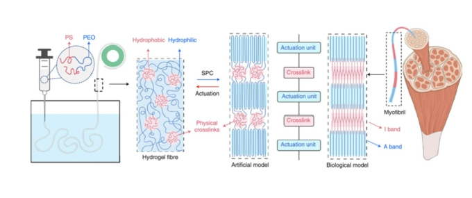 Hình 4: Chế tạo sợi bằng SPC (strain-programmed crystallization - sự kết tinh được chương trình hóa bằng lực căng) của hydgogel tạo ra từ việc tự sắp xếp ABA triblock polymer. Trên hình mô tả dự đoán của quá trình chuẩn bị sợi và và sự so sánh về cấu trúc giữa một mô hình sợi nhân tạo SOS (poly(styrene)-b-poly(ethylene oxide)-b-poly(styrene)) và mô hình sinh học của tơ cơ (myofibri) (Lang, C., 2022).