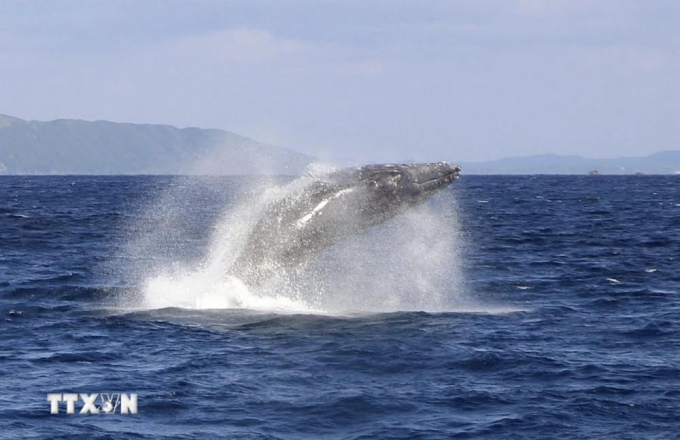 (Tư liệu) Cá voi ở vùng biển ngoài khơi đảo Amami-Oshima, tỉnh Kagoshima, Nhật Bản. (Ảnh: Kyodo/TTXVN)