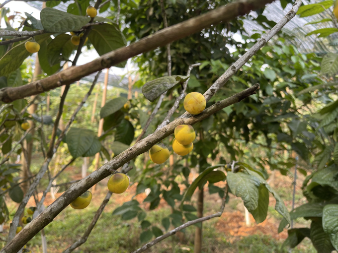 Những bông chè hoa vàng Hakodae chín rộ trong khu bảo tồn nam dược của ThS Phạm Thị Lý trên cao nguyên Đông Bo