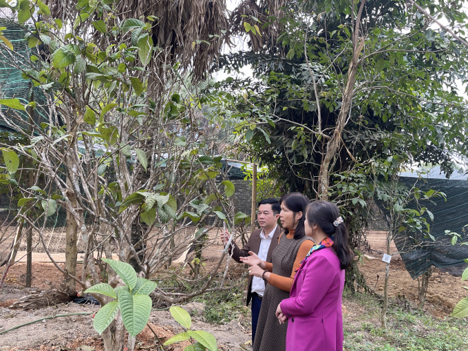 ThS Phạm Thị Lý (giữa) giới thiệu với lãnh đạo xã Tràng Xá 1 trong số những cây chè hoa vàng cổ thụ .