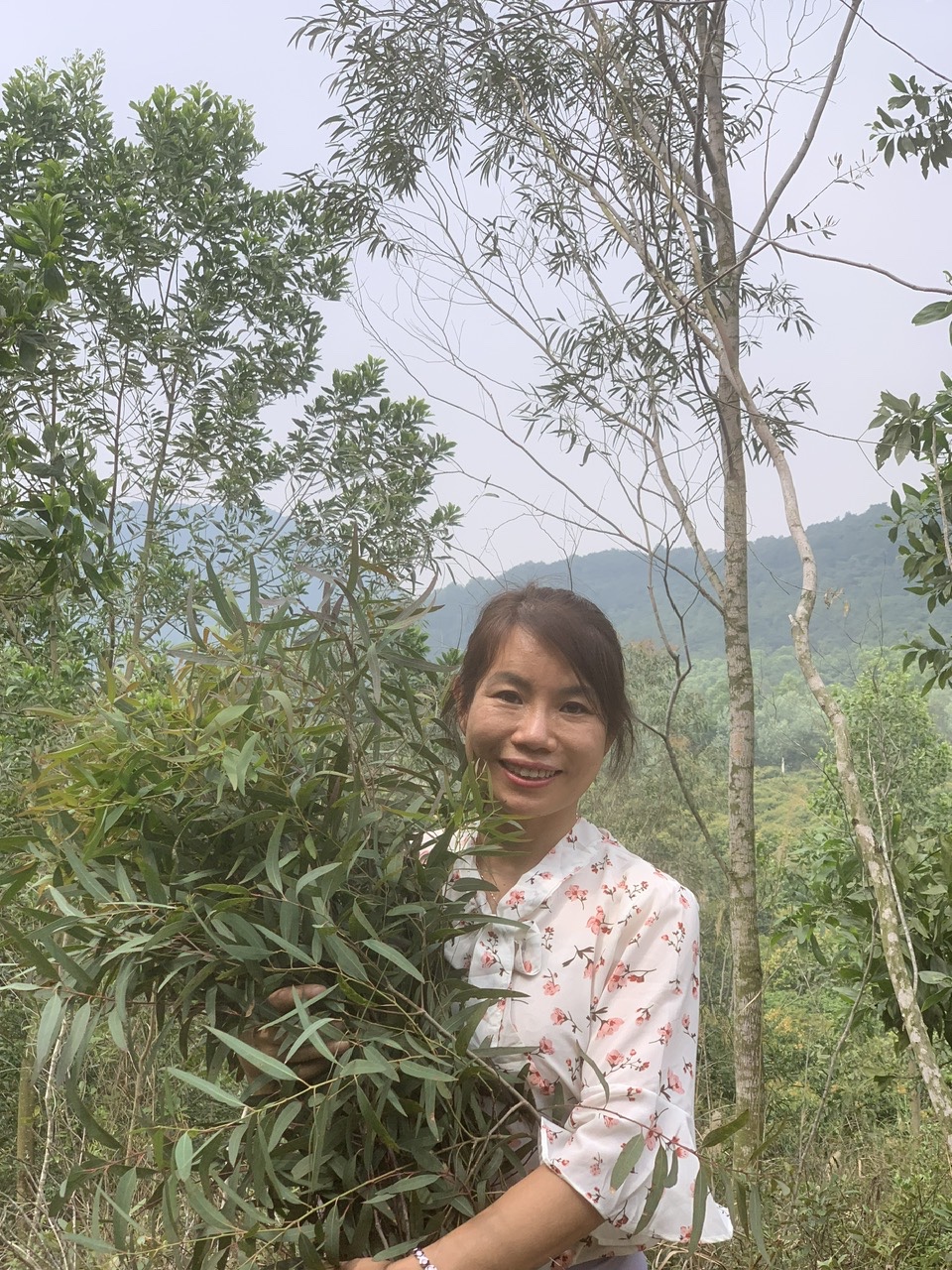 Thu mẫu dược liệu tại Hải Dương