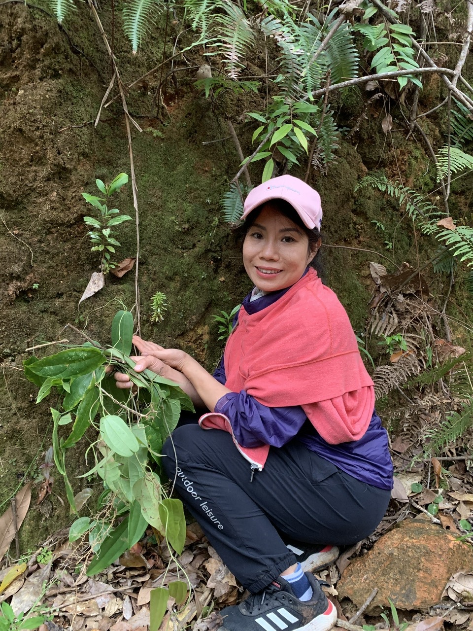 Tiến sĩ Nguyễn Thị Thúy Hường khảo sát vùng nguyên liệu Thạch tùng răng cưa tại Đà Lạt