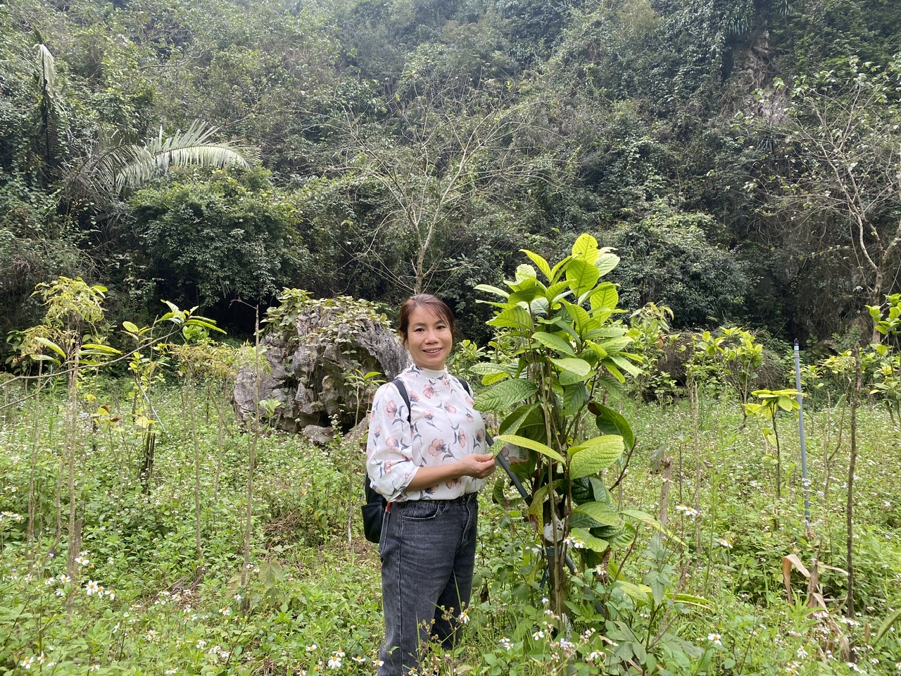 Vùng Trà Hoa Vàng tại Ninh Bình