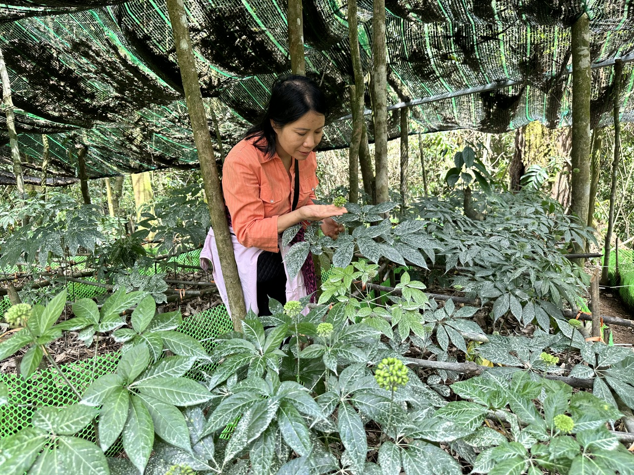 TS Nguyễn Thị Thúy Hường ở vùng dược liệu