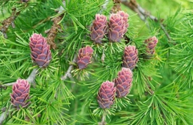 Cây Tùng đỏ (Dahurian Larch)