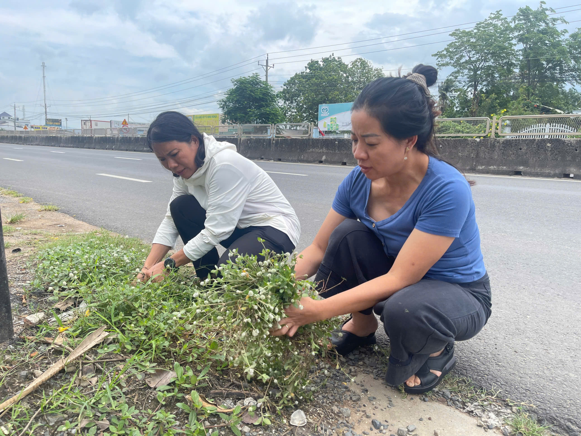 Trên đường từ TP.HCM ra Nha Trang, TS Bá Thị Châm và TS Nguyễn Thị Thúy Hường phát hiện nhiều cây nở ngày đất mọc dại ven đường. Cây nở ngày đất còn có nhiều tên gọi khác như cây bạc đầu hay cây hoa gà trắng,... Tên khoa học của loại thảo dược này là Gomphrena Celosioides Mart, nằm trong họ của cây rau dền thuộc bộ Cẩm chướng. Cái tên này bắt nguồn từ những đặc điểm cơ bản như chỉ nở hoa vào ban ngày và mọc sát ở mặt đất. Theo nghiên cứu y học dân gian, cây nở ngày đất có thể dùng để trị ho, cảm cúm và có khả năng tiêu độc rất tốt. Đối với y học hiện đại, thì đây là một loại thuốc có thể kháng nấm, kháng lại ký sinh trùng, giúp lợi tiểu, phòng ngừa chứng sỏi tiết niệu,..
