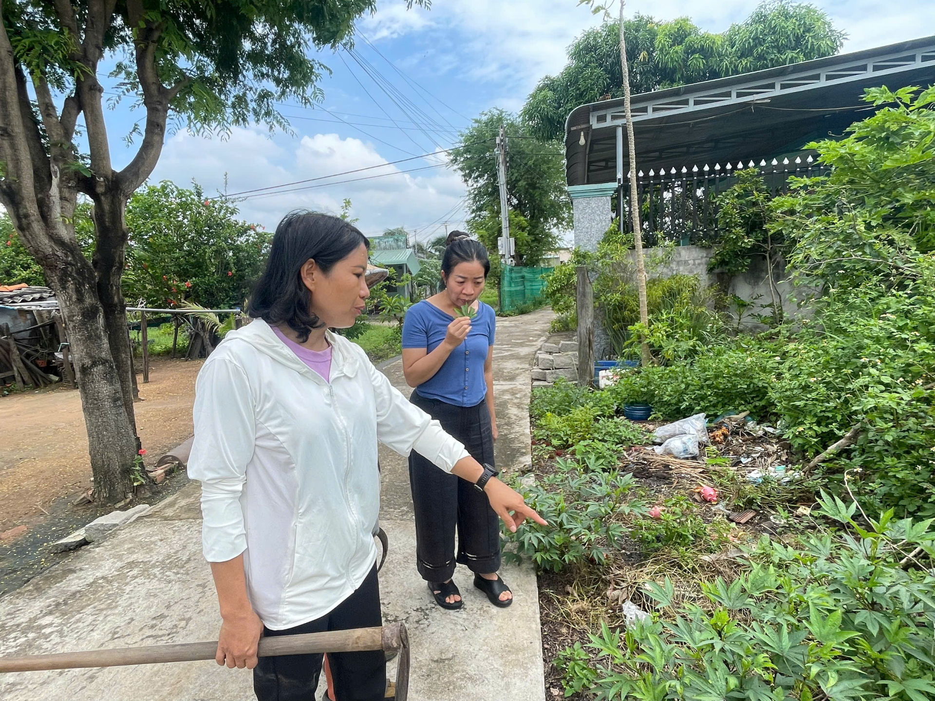 TS. Bá Thị Châm nhấm lá cây bụp giấm để cảm nhận đặc tính của cây vừa phát hiện. Cây bụp giấm (Hibiscus sabdariffa) còn có nhiều tên gọi khác như atiso đỏ, đay nhật, lạc thần hoa, là loài cây thuộc họ cẩm quỳ (Malvaceae). Đây là loài cây sống hàng năm, cao từ 1.5 - 2m, phân nhánh ở gốc, thân có màu tím đỏ nhạt, lá bụp giấm nguyên, phiến lá có mép có răng cưa nhỏ. Hoa bụp giấm mọc ở nách lá, có màu vàng hồng hoặc đỏ tía, không có cuống, quả nang, hình trứng. Hoa bụp giấm chứa nhiều thành phần có lợi cho sức khỏe như vitamin A, vitamin C, axit béo không no, axit citric, axit tartaric, axit malic, hibiscus, delphinidin, cyanidin, polysaccharides, v.v.