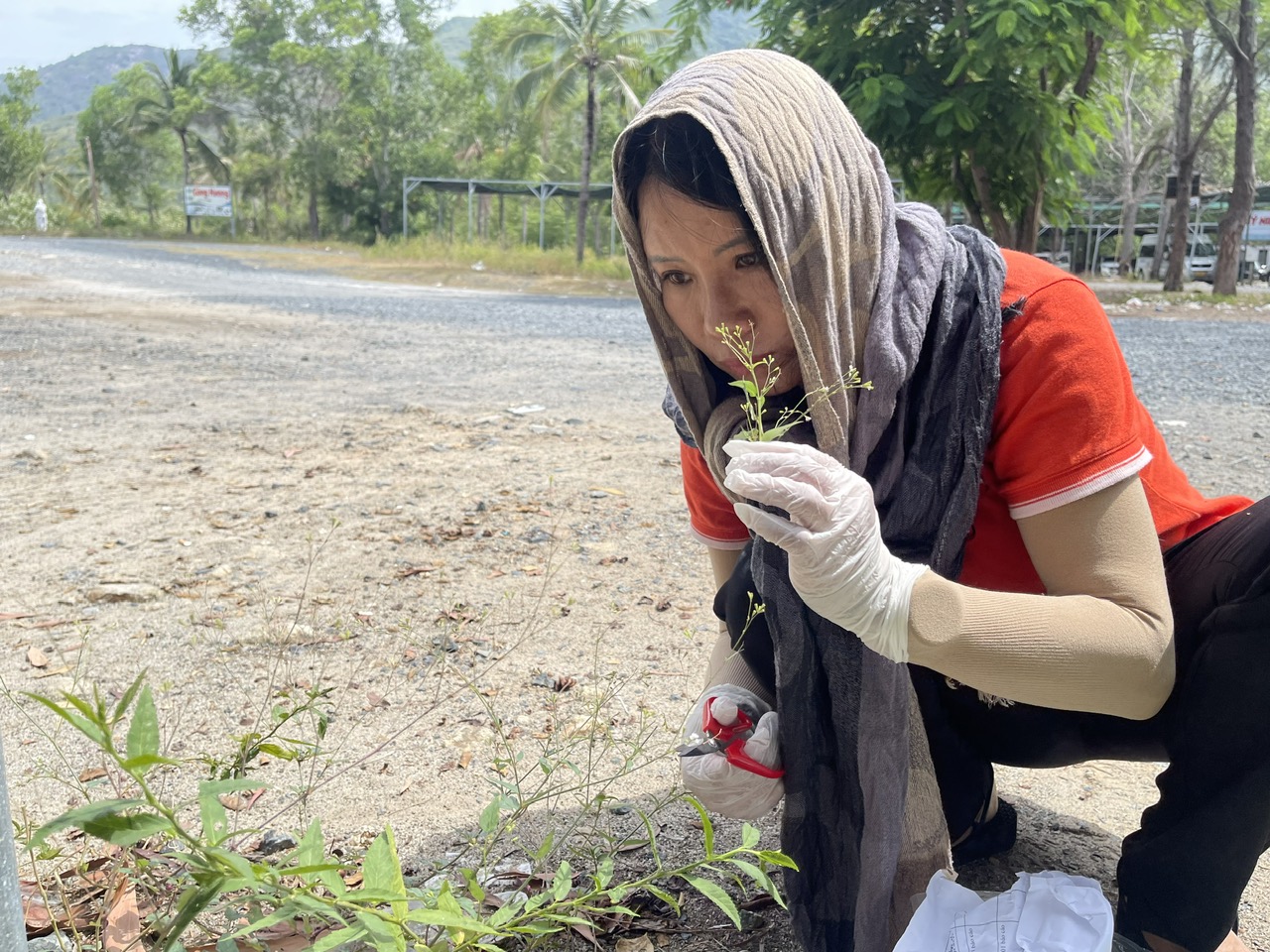 TS. Nguyễn Thị Thúy Hường phát hiện mùi hương đặc trưng khác biệt từ một loại thảo dược mà chị đã từng nghiên cứu. Theo TS. Hường, đây có thể là một biến thể mới của loài cây cùng họ.