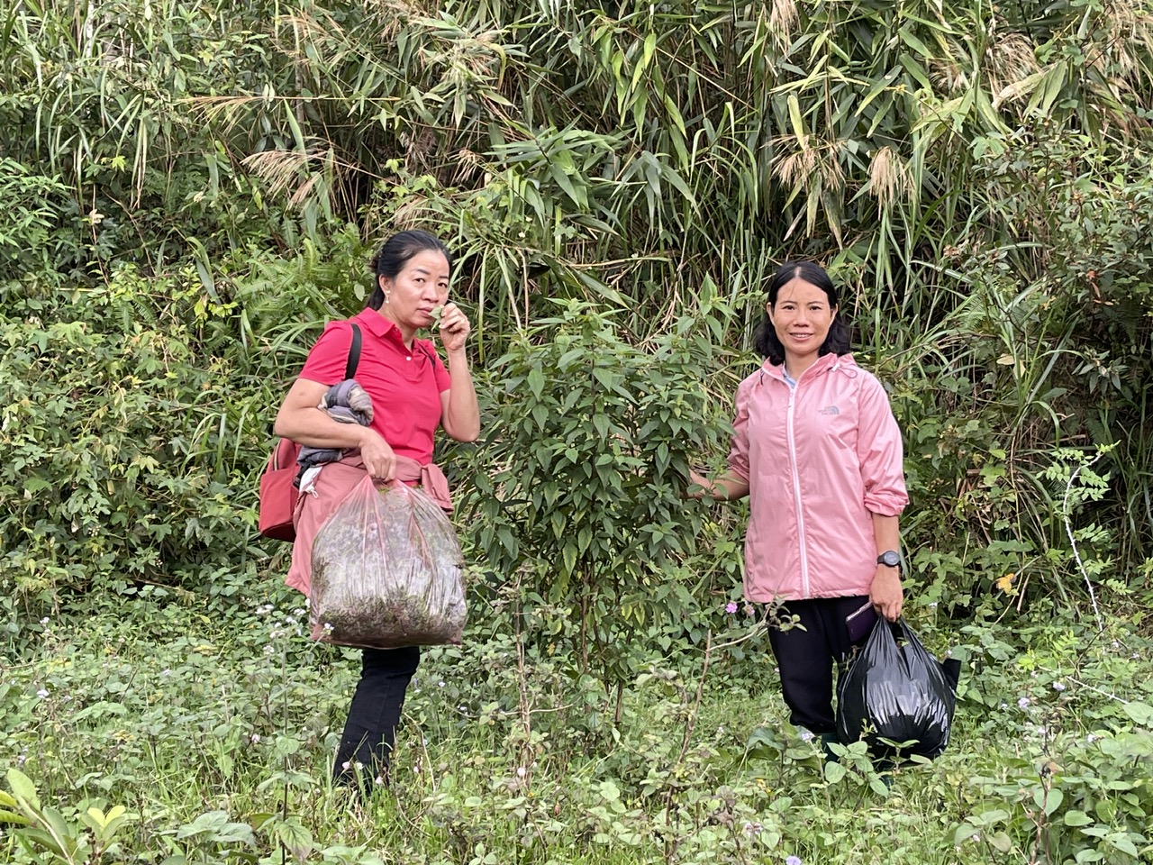 Chia tay cánh rừng già – nơi chứa đựng nhiều loài thảo dược quý, các nhà khoa học vui mừng vì đã phát hiện thêm nhiều dược liệu quý giá.