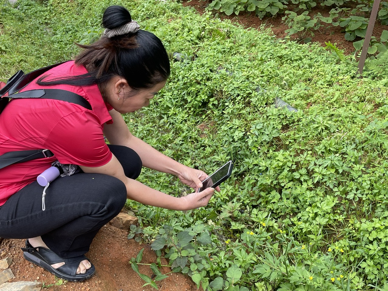 Tại khu vực phát hiện loài thảo dược lạ, TS. Bá Thị Châm tiến hành chụp mẫu để phục vụ công tác so sánh.
