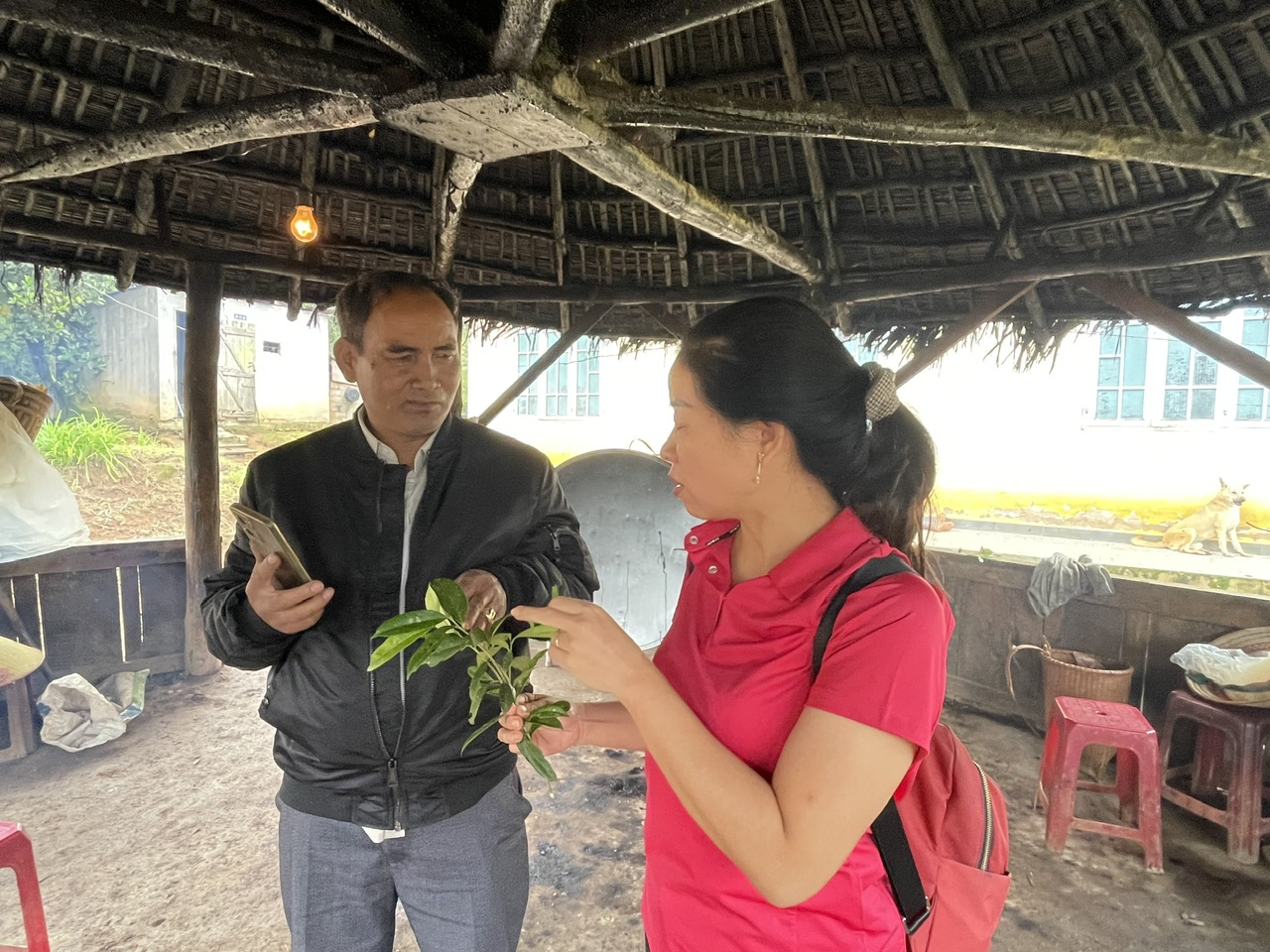  TS. Bá Thị Châm trao đổi với cán bộ rừng về giống cây gần giống cây chè, đồng thời cho biết sẽ thu mẫu để mang về nghiên cứu và tách chiết.