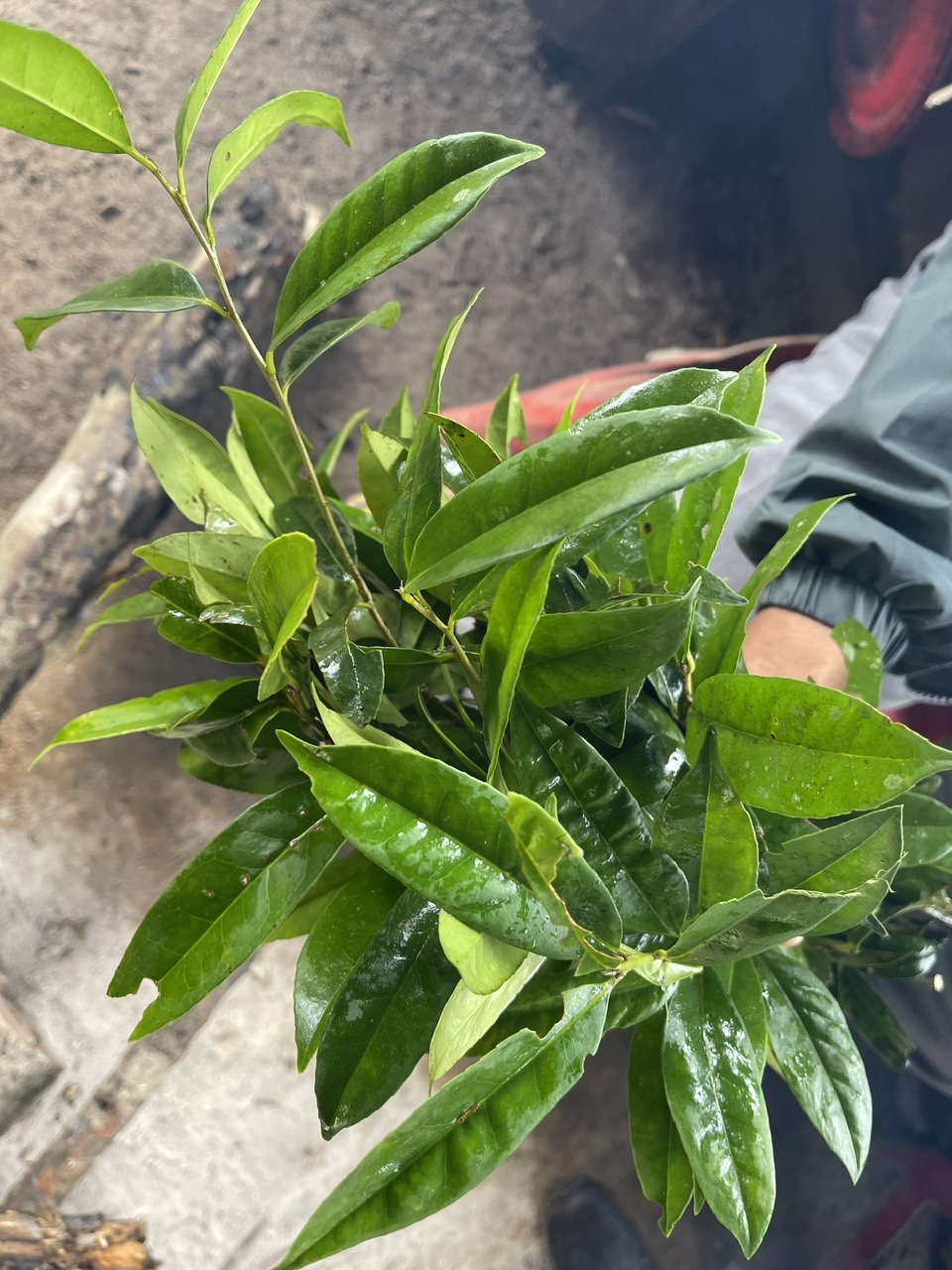 Loài cây này có hình dáng gần giống cây chè hoa vàng nhưng mang hoa màu trắng, lá khi nhấm có vị ngọt.
